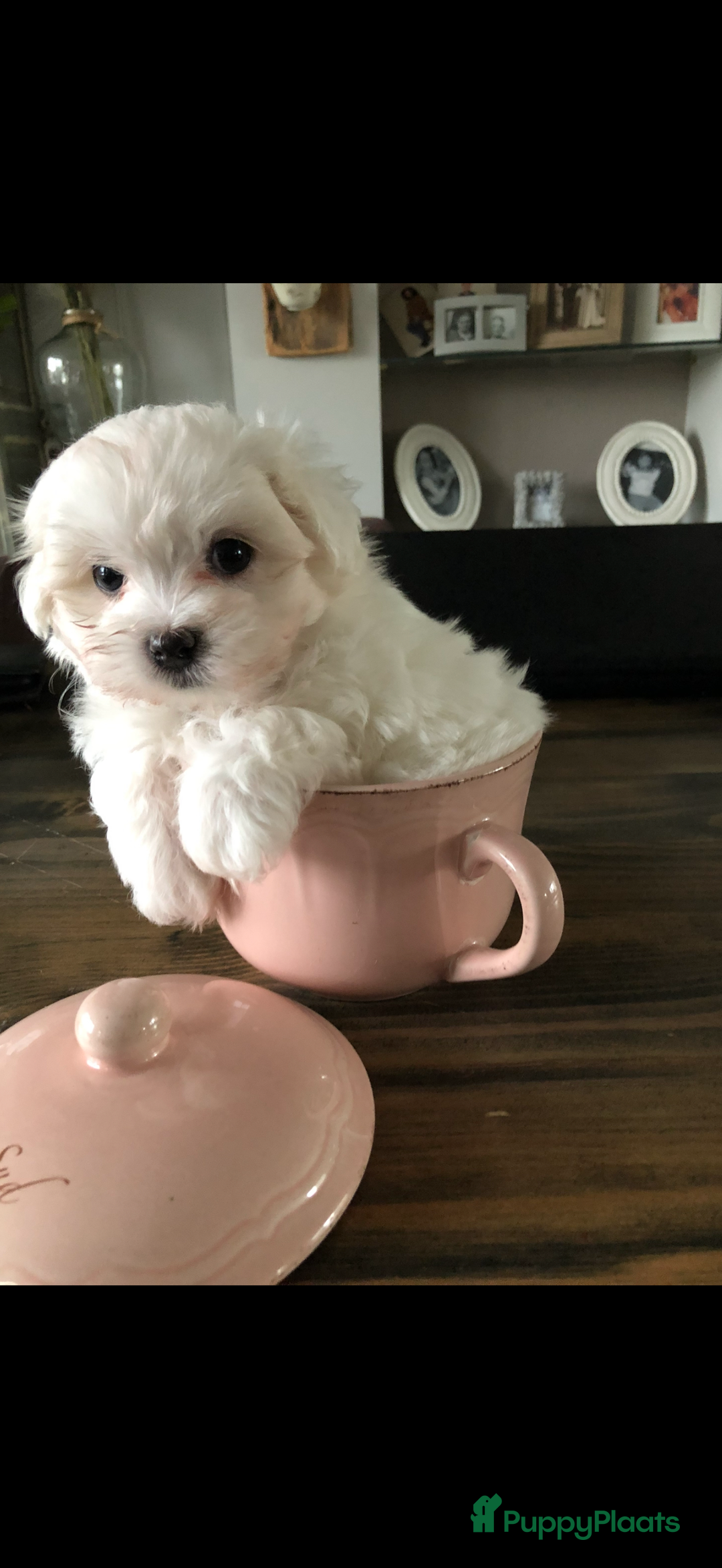 Maltezer honden te koop: Toy Maltezer pups - Advertentie 23