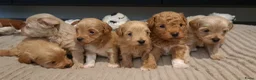 Maltipoo honden te koop: Prachtige Maltipoo/Toy Poedel pups.  - Advertentie 1
