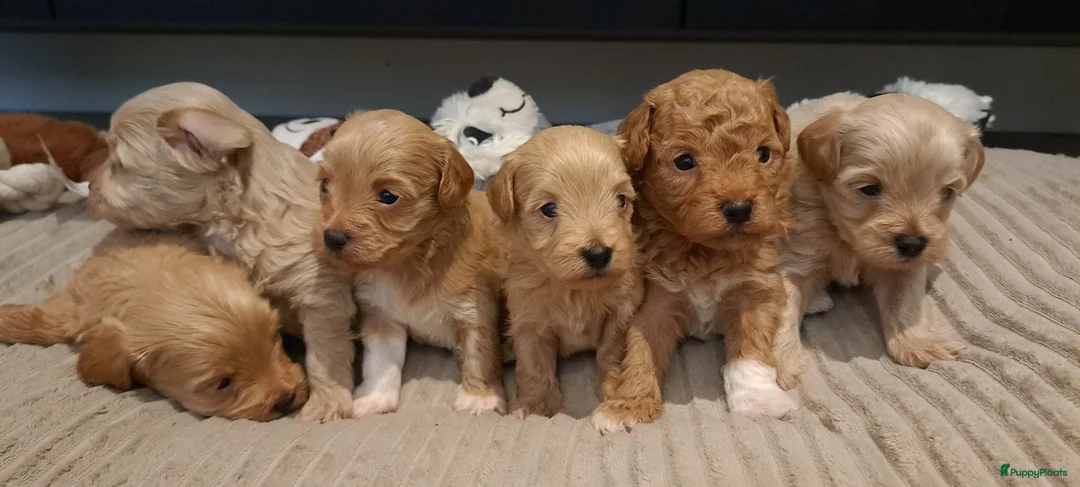 Maltipoo honden te koop: Prachtige Maltipoo/Toy Poedel pups.  - Advertentie 1