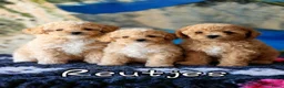 Kruising honden te koop: Bischpoo/Poochon pups te koop  - Advertentie 3