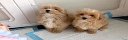 Maltipoo honden te koop: Mini maltipoo f1 , lief, speels en gezond - Advertentie 8