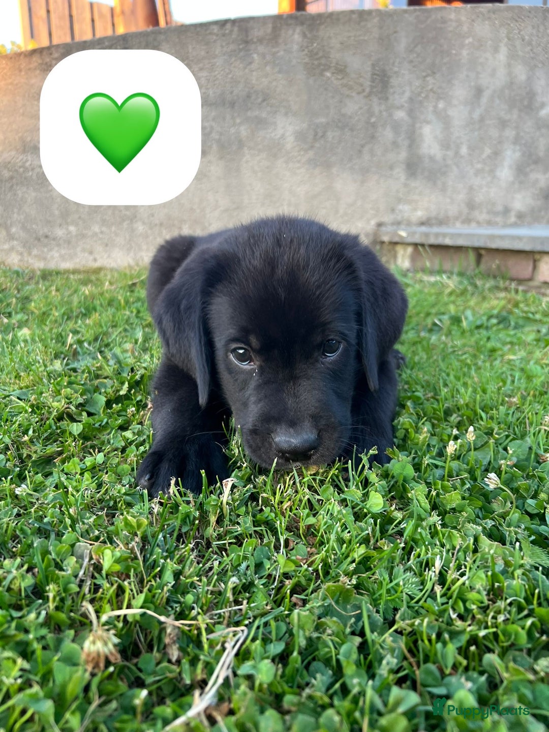 Kruising honden te koop: Onze lieve Boulab puppy’s zijn te koop in Buren - Afbeelding 1