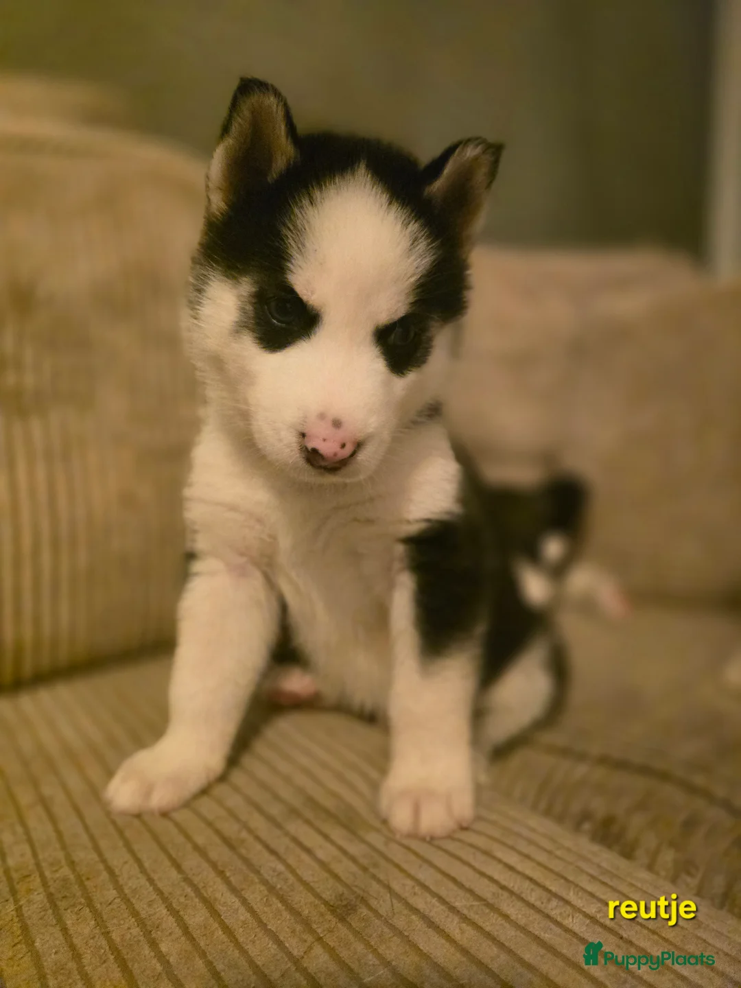 Siberische Husky honden te koop: Prachtige Siberische husky pups - Advertentie 4