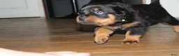 Rottweiler honden te koop: 8 Rottweiler pups. - Advertentie 25