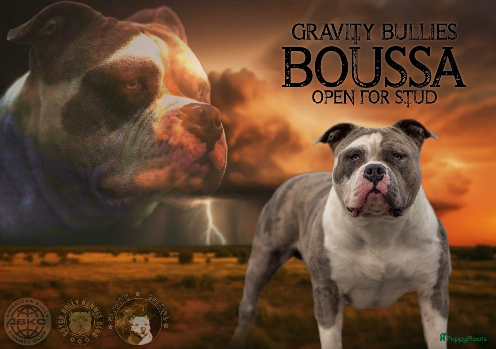 Amerikaanse Bully honden American Bully XL dekreu  - Advertentie 2