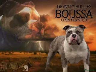 Amerikaanse Bully honden American Bully XL dekreu - Advertentie 2