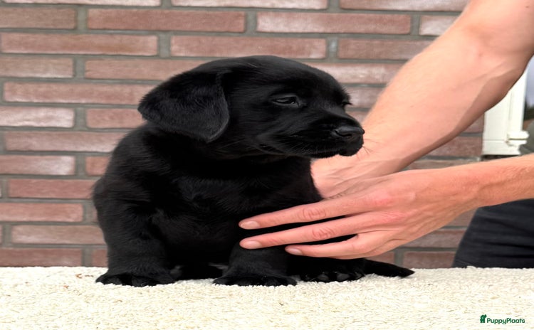 Labrador Retriever honden - Advertentie 1
