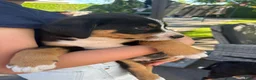 Appenzeller Sennenhond honden te koop: Lieve puppy’s  in Kruiningen - Advertentie 3