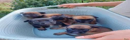 Mechelse Herder honden te koop: Mechelse herder pups - Advertentie 2