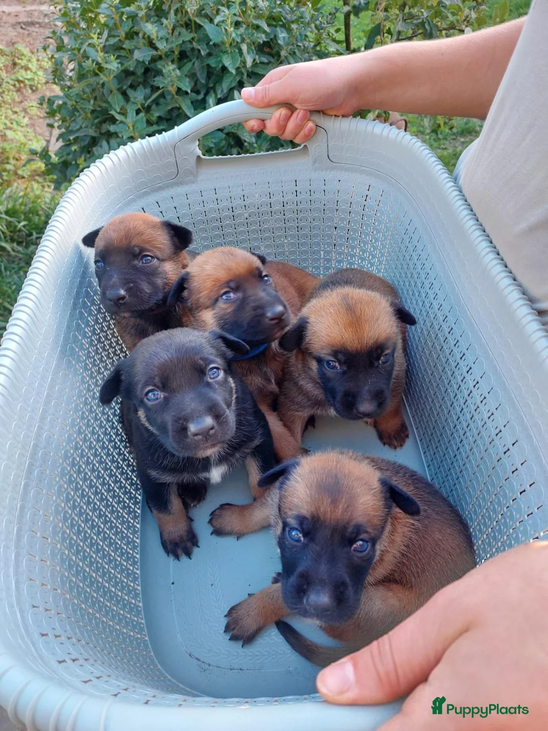 Mechelse Herder honden te koop: Mechelse herder pups - Advertentie 2