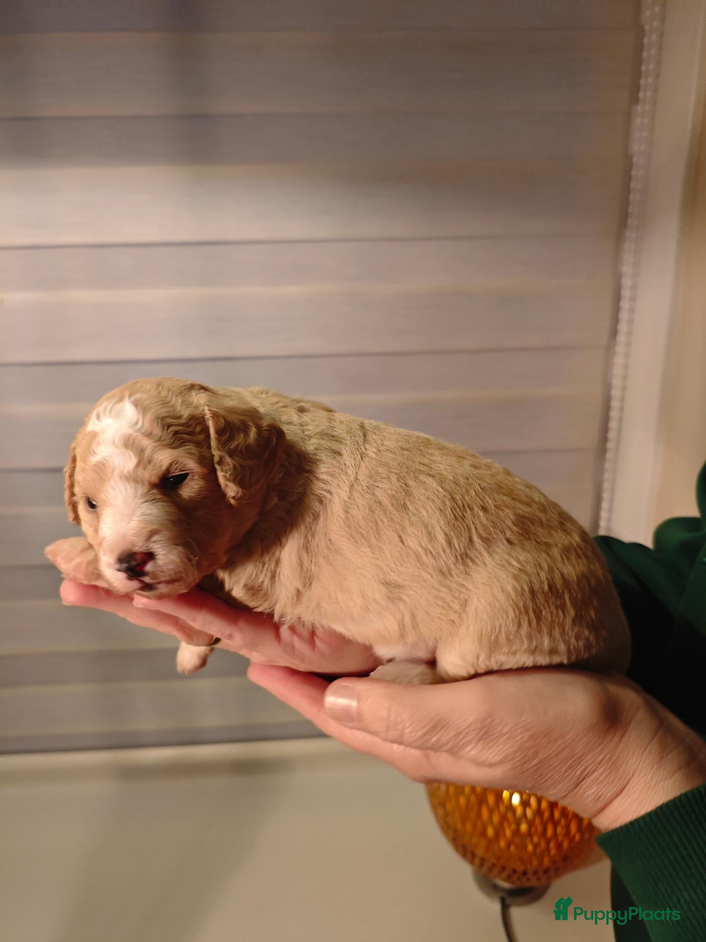 Maltipoo honden te koop: Maltipoo pups  - Advertentie 2