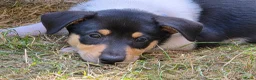 Schotse Herdershond korthaar honden te koop: Nog 2 knappe reuen schotse collie korthaar reuen. - Advertentie 32