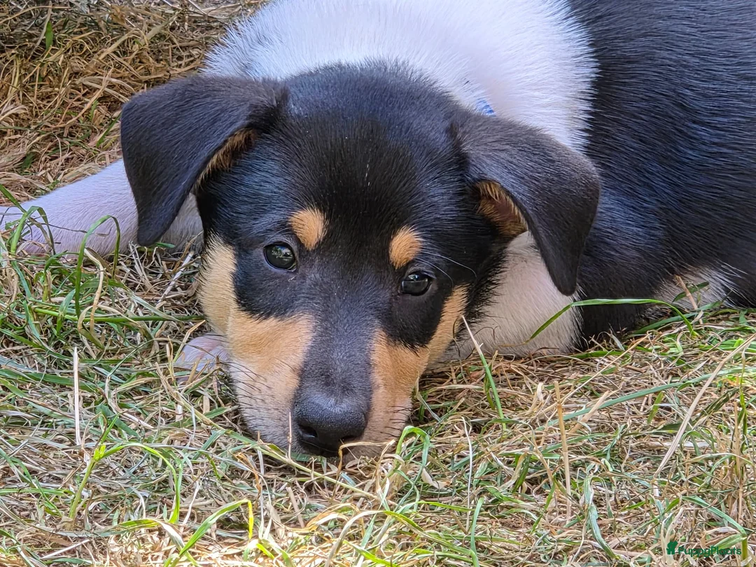 Schotse Herdershond korthaar honden te koop: Nog 2 knappe reuen schotse collie korthaar reuen. - Advertentie 32