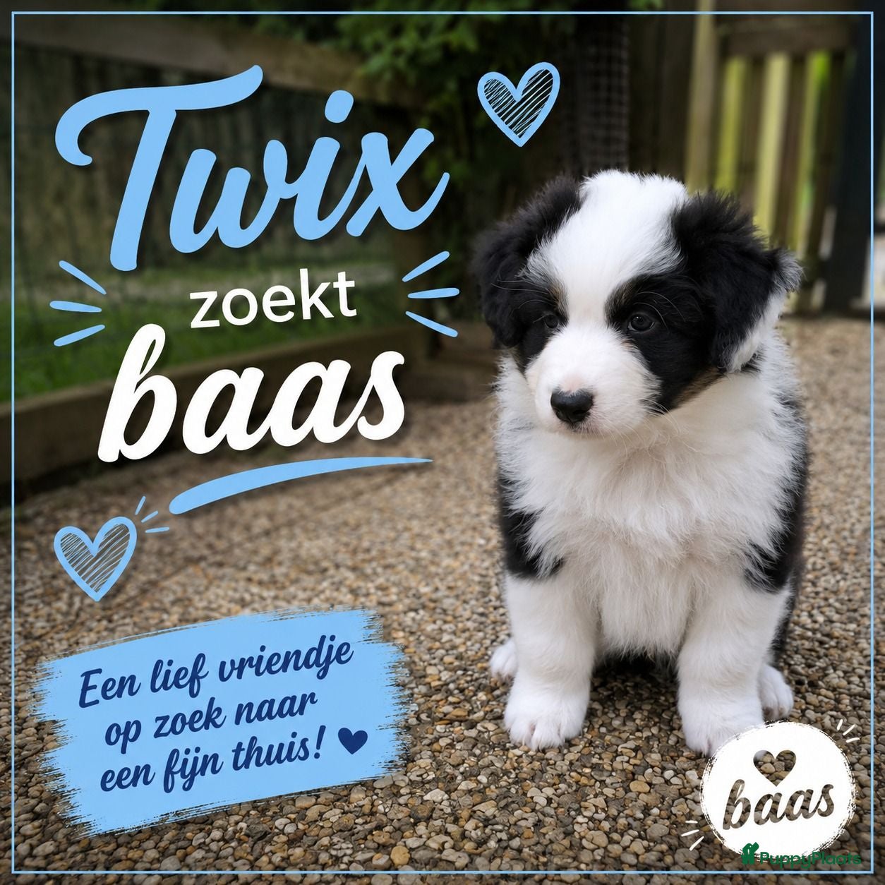 Australian Shepherd honden Australian Shepherd reutje met stamboom - Advertentie 1