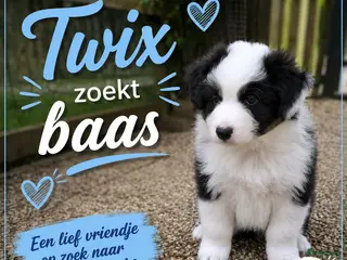 Australian Shepherd honden te koop: Australian Shepherd reutje met stamboom - Advertentie 1