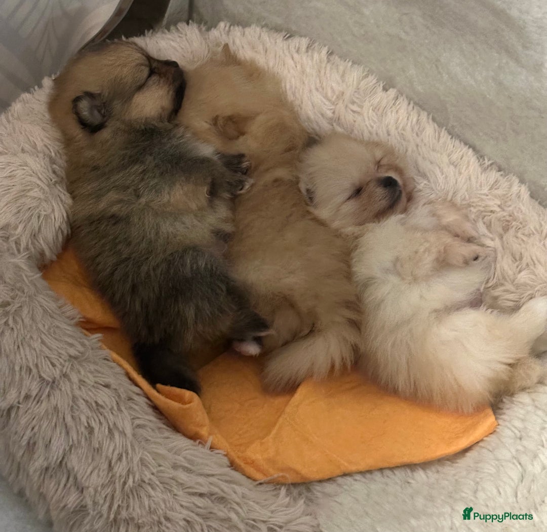 Pomeriaan honden te koop: Pomeriaan puppy’s  - Advertentie 9