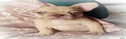 Franse Bulldog honden te koop: Laatste Franse bulldog reutje mag verhuizen - Advertentie 1