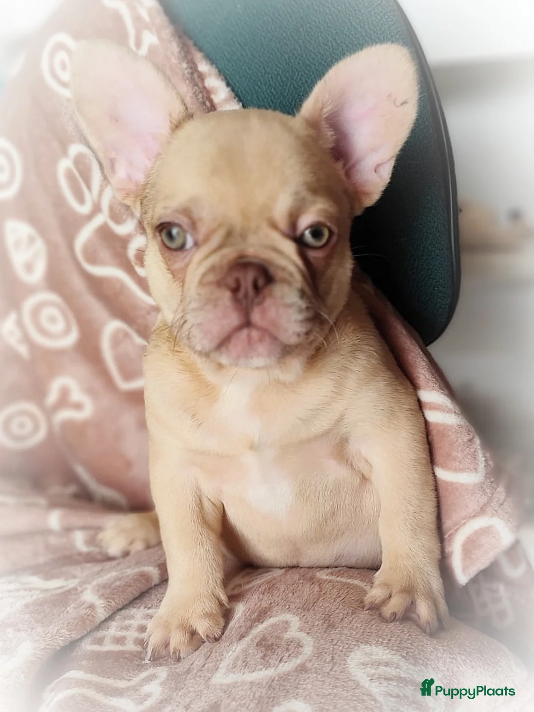 Franse Bulldog honden te koop: Laatste Franse bulldog reutje mag verhuizen - Advertentie 1