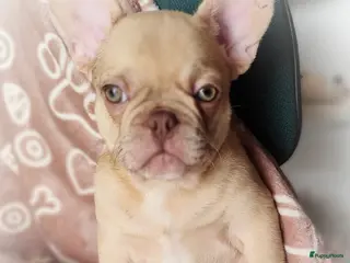 Franse Bulldog honden Laatste Franse bulldog reutje mag verhuizen - Advertentie 4