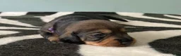 Ruwhaar Teckel honden te koop: Prachtige Standaard Ruwhaar Teckelpuppy’s ,  - Advertentie 17