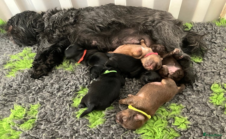 Shih Tzu honden - Advertentie 4