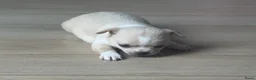 Chihuahua honden te koop: Lieve Chihuahua pups te koop - Advertentie 6
