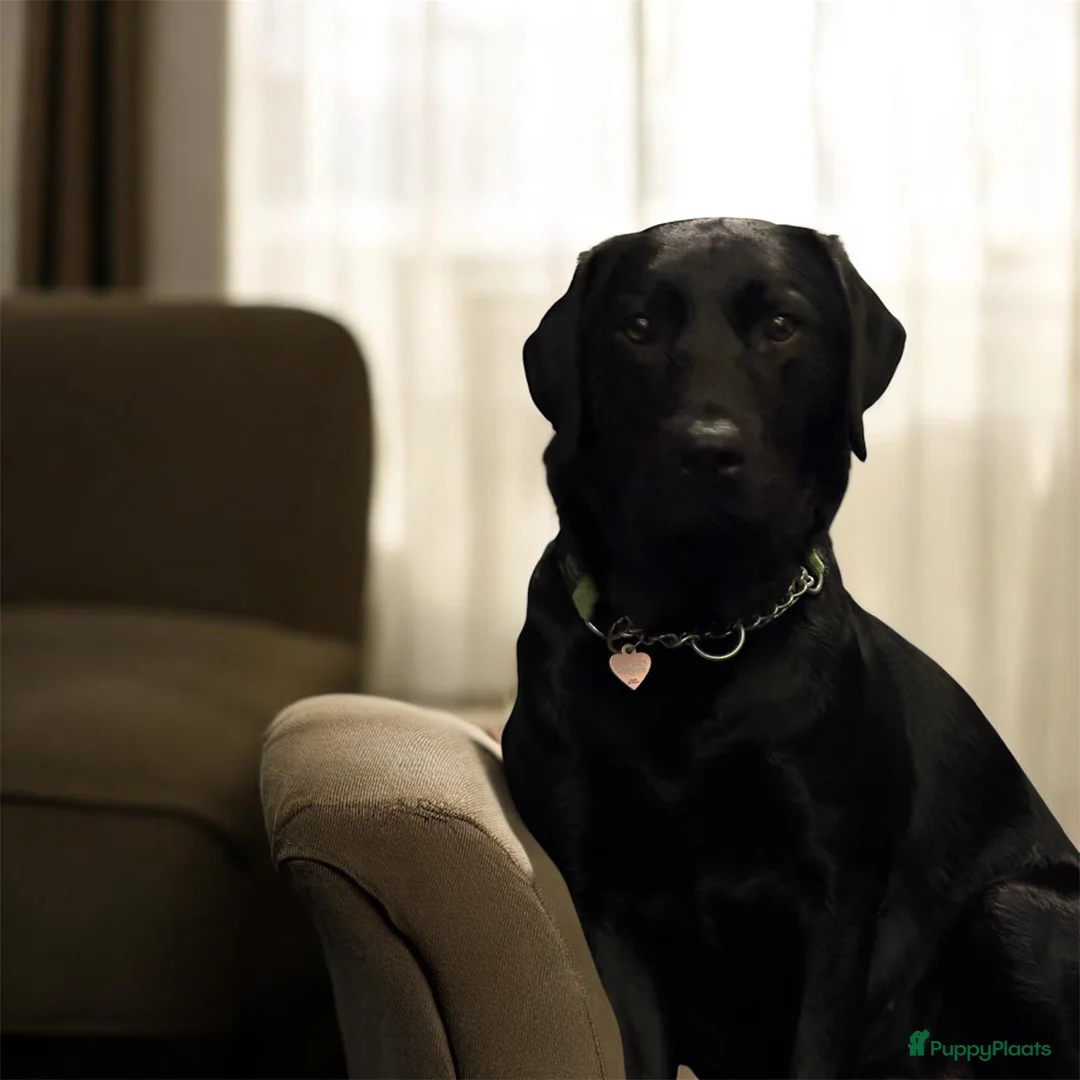 Labrador Retriever honden te koop: Aankondiging Labrador nestje – week van 9 februari - Advertentie 2