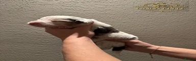 Australian Shepherd 2
