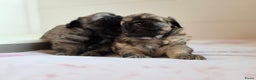 Tibetaanse Spaniel honden te koop: Tibetaanse spaniel pups beschikbaar (Groningen) - Advertentie 4