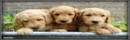 Goldendoodle honden te koop: Goldendoodle pups. Zie omschrijving. - Advertentie 14