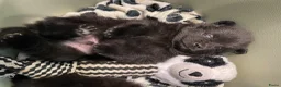 Pomeriaan honden te koop: 5 Prachtige Pomeriaan/dwergkees pups.❤️ - Advertentie 1