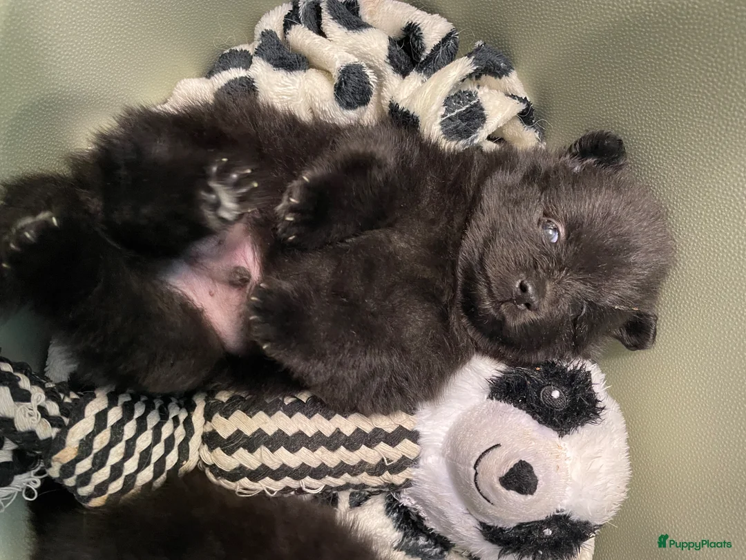 Pomeriaan honden te koop: 5 Prachtige Pomeriaan/dwergkees pups.❤️ - Advertentie 1