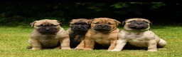 Bullmastiff honden te koop: Bullmastiff pups raszuiver in Heusden - Advertentie 8