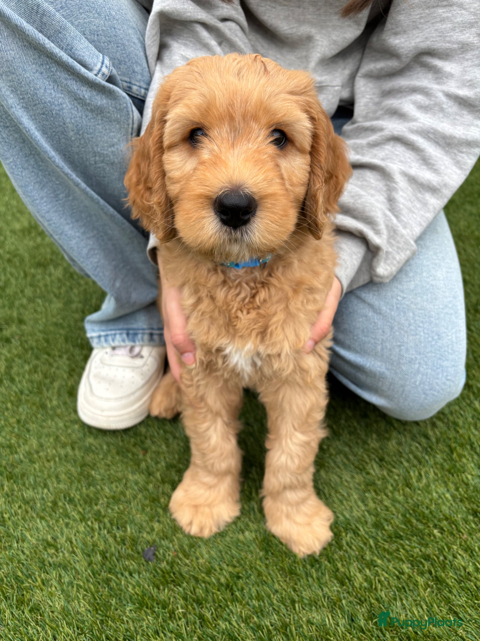 Australian Labradoodle honden Australian labradoodle pup 1 reu  - Advertentie 3