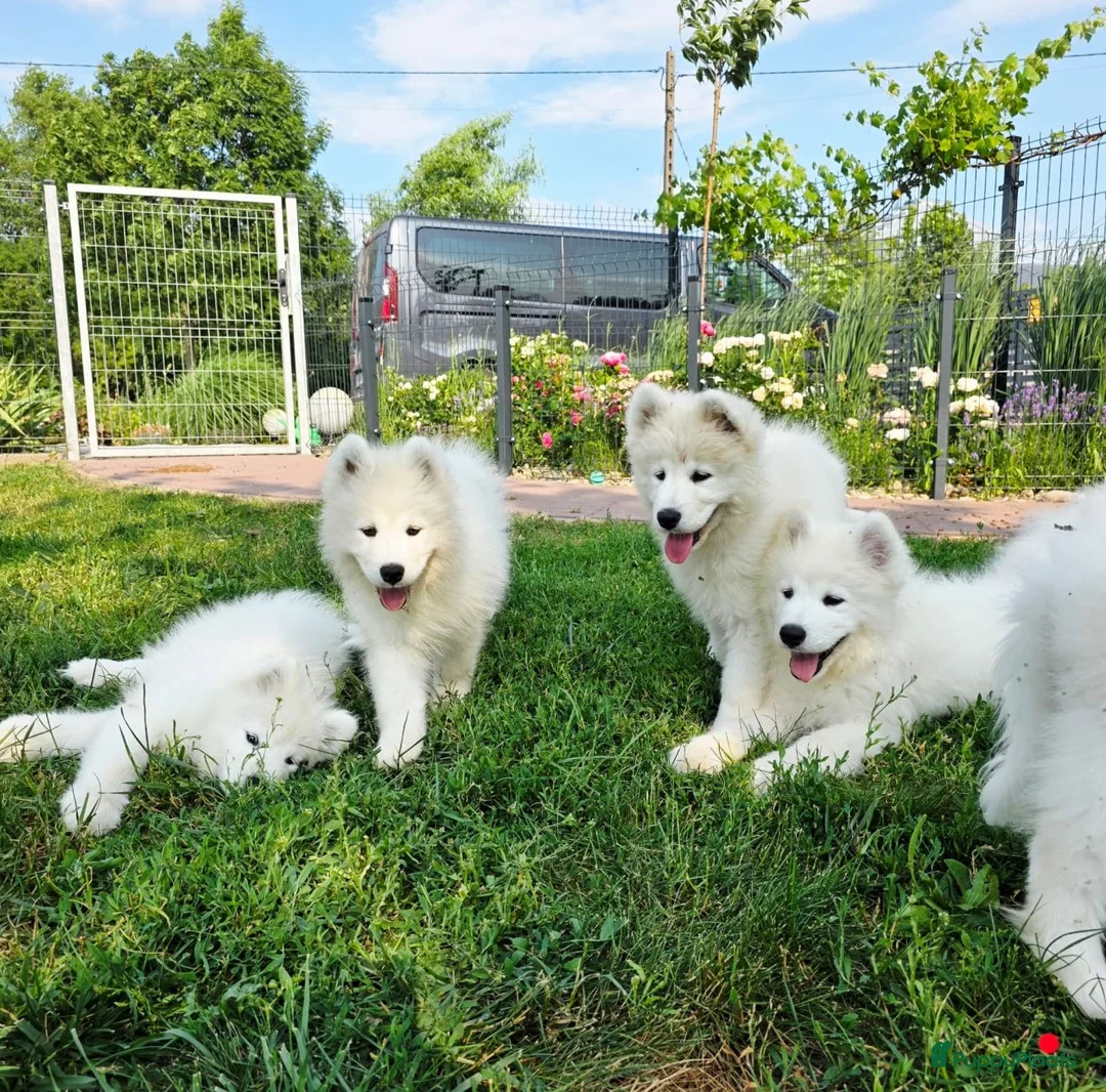 Samojeed honden te koop: Samojeed pup - Advertentie 2