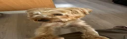 Yorkshire Terriër honden te koop: Yorkshire terrier  in Vlaardingen - Advertentie 3