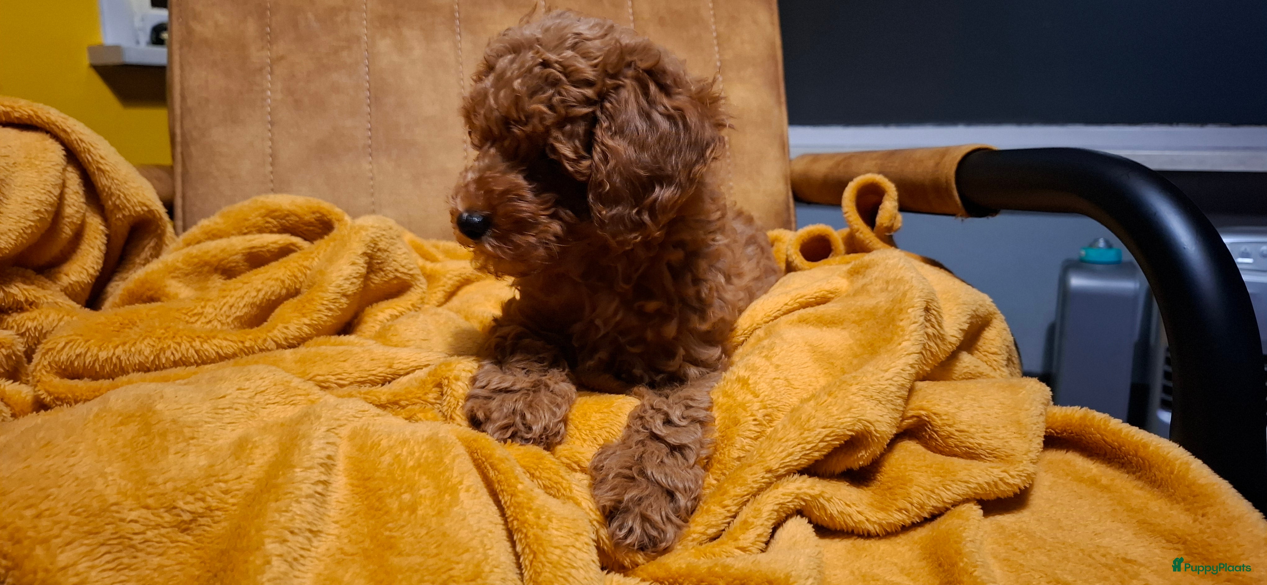 Dwergpoedel honden Dieprode dwergpoedel reutje meteen beschikbaar - Advertentie 2