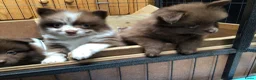 Pomchi honden te koop: Pomchi pups te koop - Advertentie 11