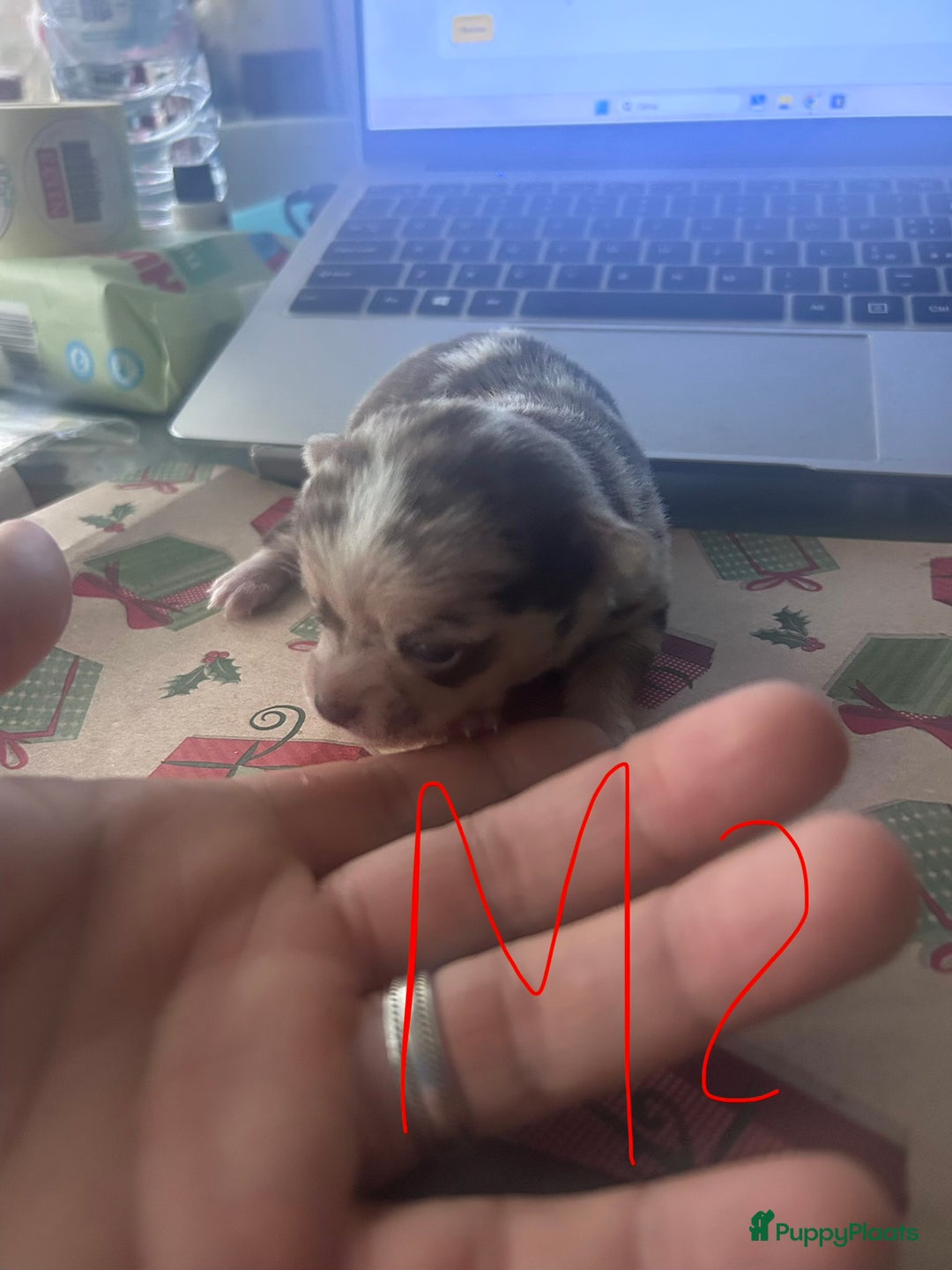 Chihuahua honden te koop: 6 lieve Chihuahua puppy’s - Advertentie 30