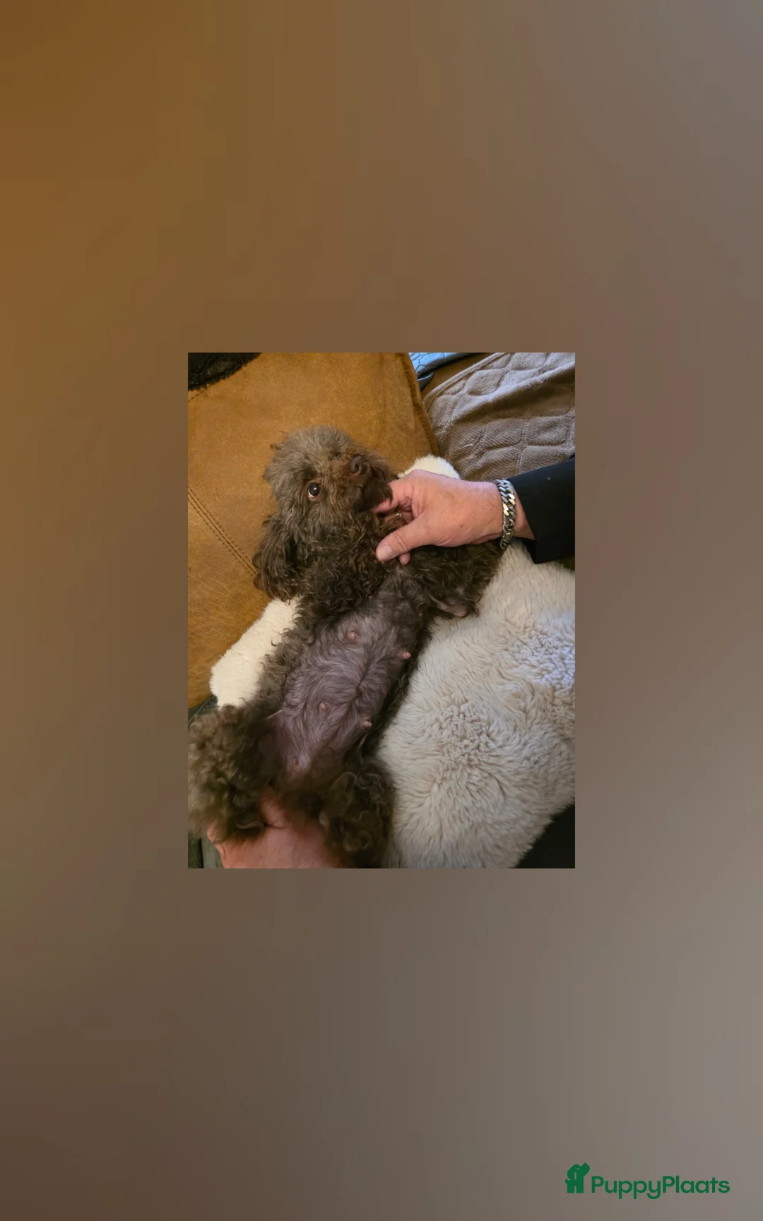 Poedel Toy honden te koop: Toypoedel Bibi Choco kleur  - Advertentie 4