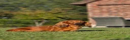 Teckel (langhaar) honden te koop: Prachtige Langharige Dwergteckelpups te koop - Advertentie 1