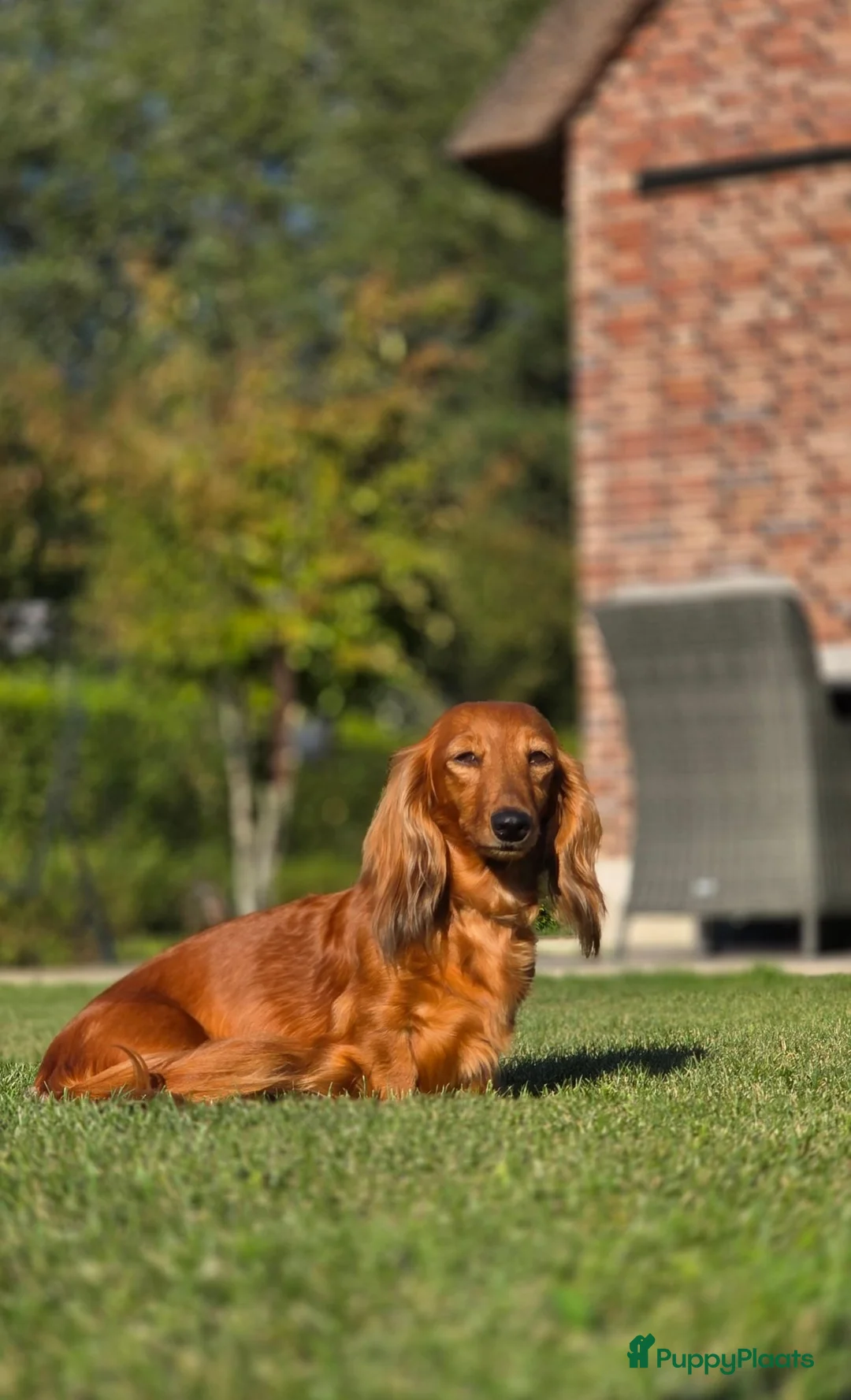 Teckel (langhaar) honden te koop: Prachtige Langharige Dwergteckelpups te koop - Advertentie 1