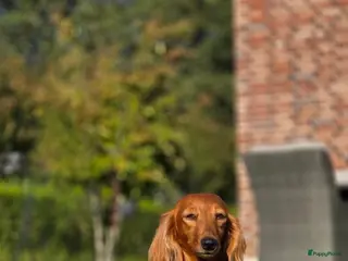 Teckel (langhaar) honden Prachtige Langharige Dwergteckelpups te koop - Advertentie 3