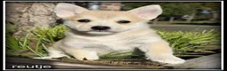 Kruising honden te koop: Pomeriaan x Westy kruising pups - Advertentie 9