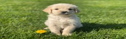 Golden Retriever honden te koop: Golden retriever pups - Advertentie 4