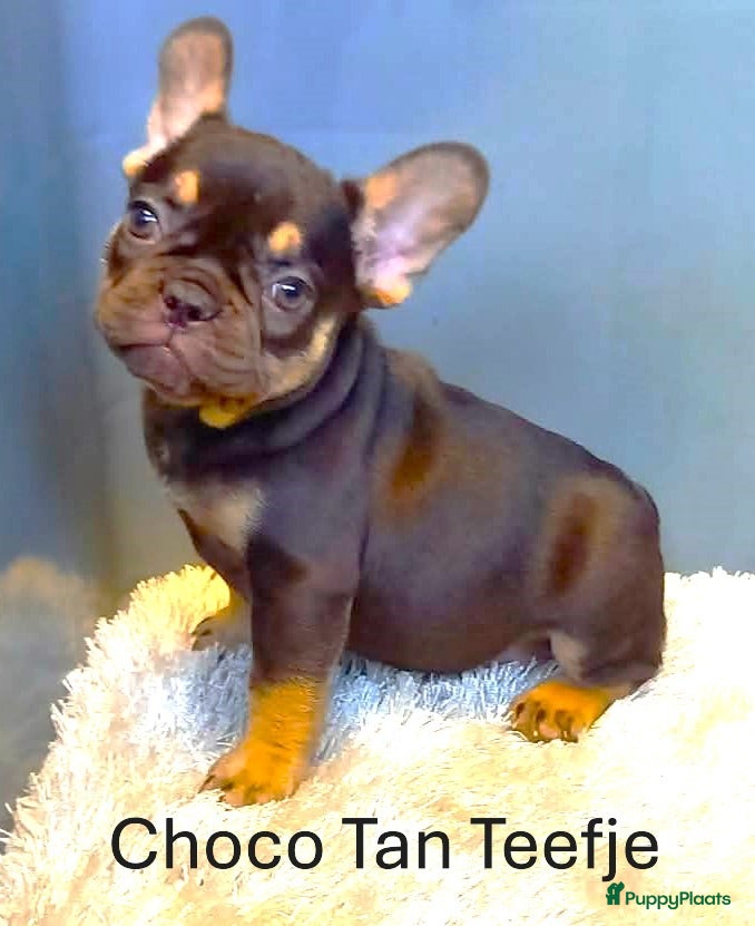 Franse Bulldog honden Franse Bulldog Pups Fawn/Choco Tan - Advertentie 1