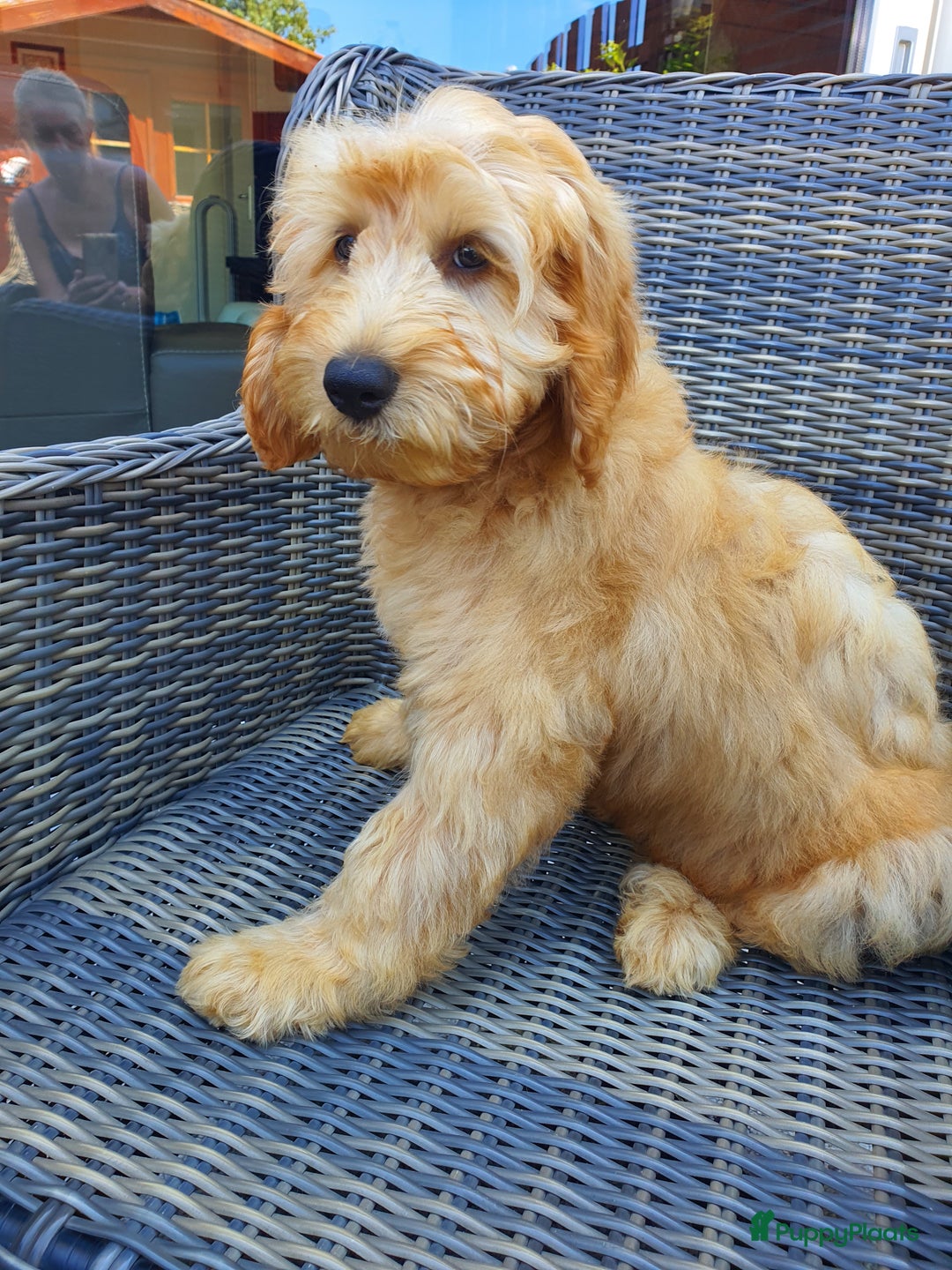 Australian Labradoodle honden te koop: Australian Labradoodle - Afbeelding 3