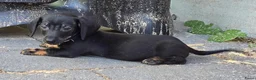 Dwergteckel honden te koop: Knapste teckel pups - Advertentie 13