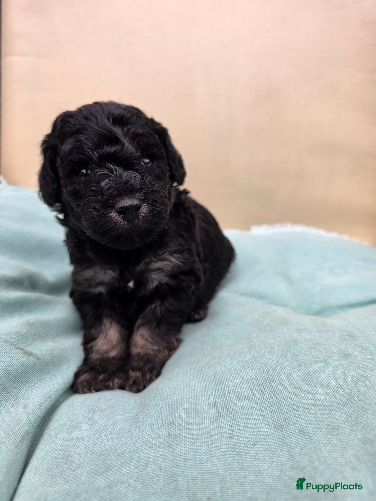 Dwergpoedel honden 5 mooie Phanton puppy's oranje is nog beschikbaar  - Advertentie 1