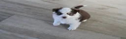 Australian Shepherd honden te koop: Mini American Shepherd pups - mini aussie - Advertentie 6